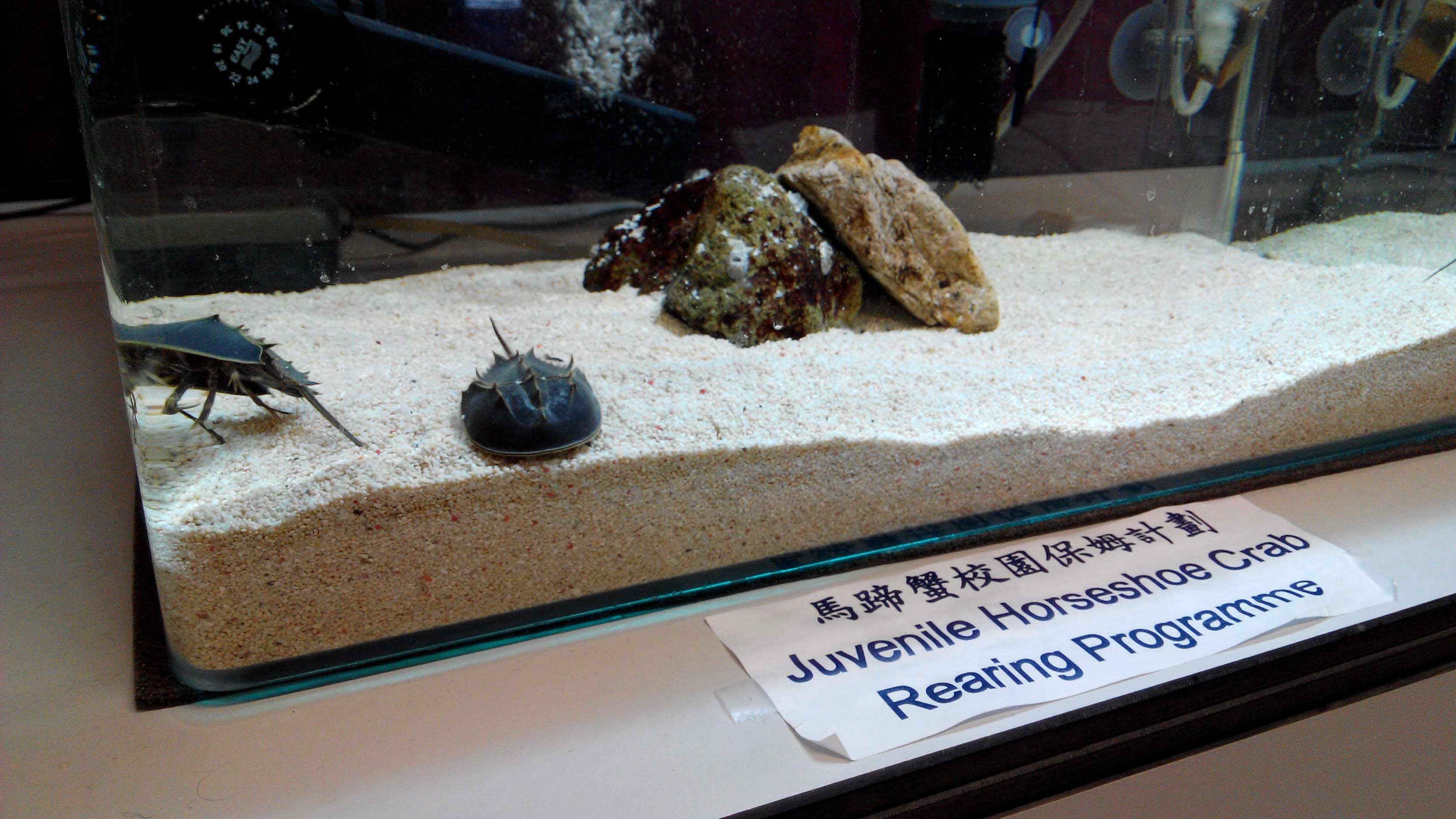 Juvenile Horseshoe Crab Rearing Programme OPCFHK